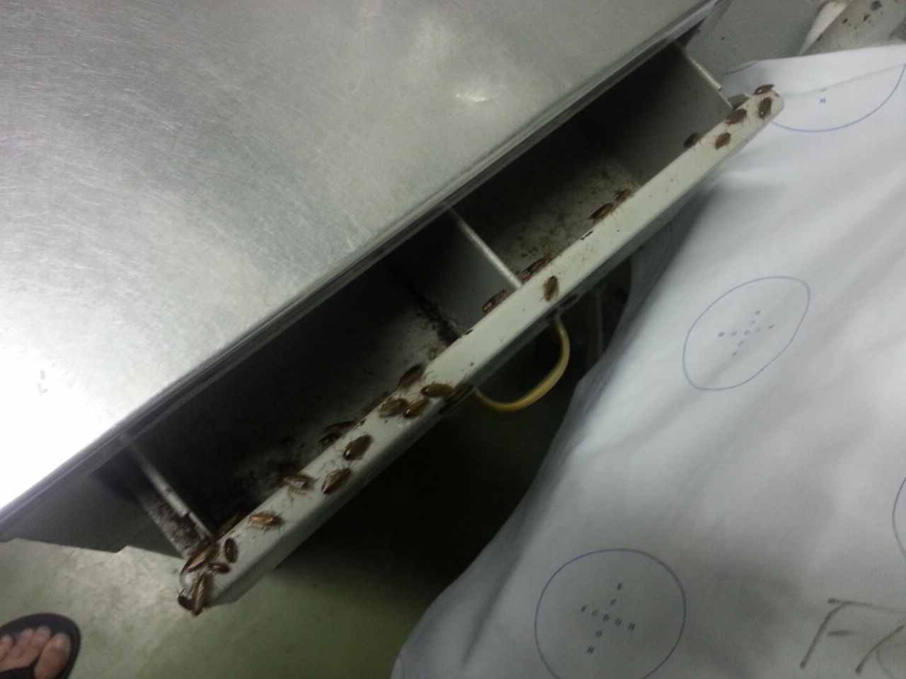 Cockroach-infestation in newborn ward a stain on Frere hospital’s good record